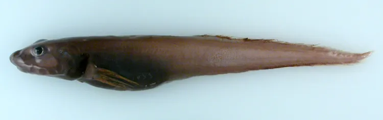 Adolf’s Eelpout A small, brown eelpout fish.
