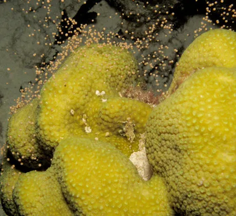 A coral has just spawned. Each of the hundreds of polyps releases a small pink bundle of sperm and eggs.