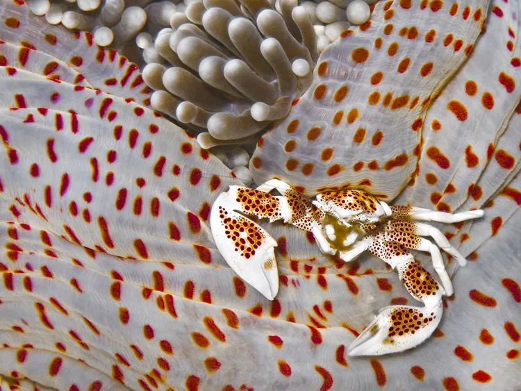 Porcelain crab on anemone at Pescador Island, Cebu, Philippines.