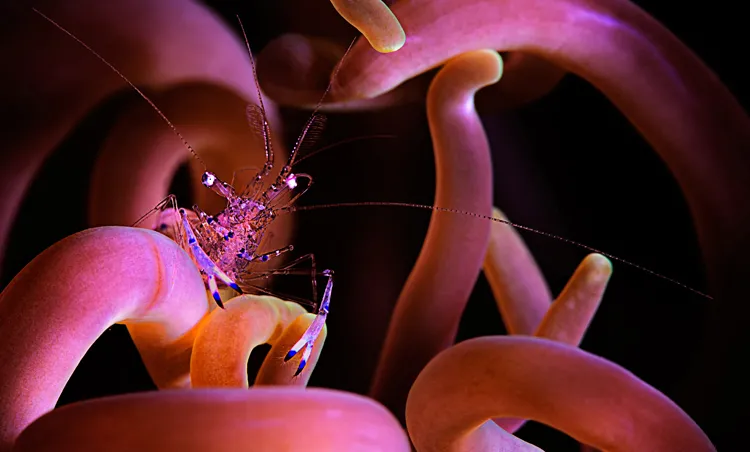 Anemone shrimp in Puerto Galera, Philippines. 