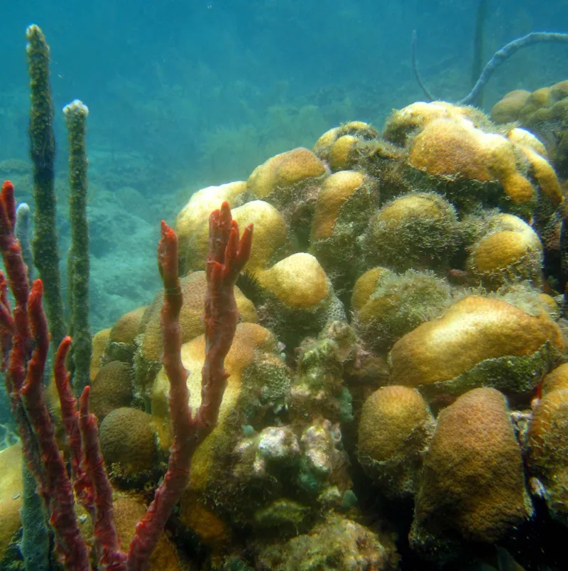 An underwater photo of coral recovering from a bleaching event. 