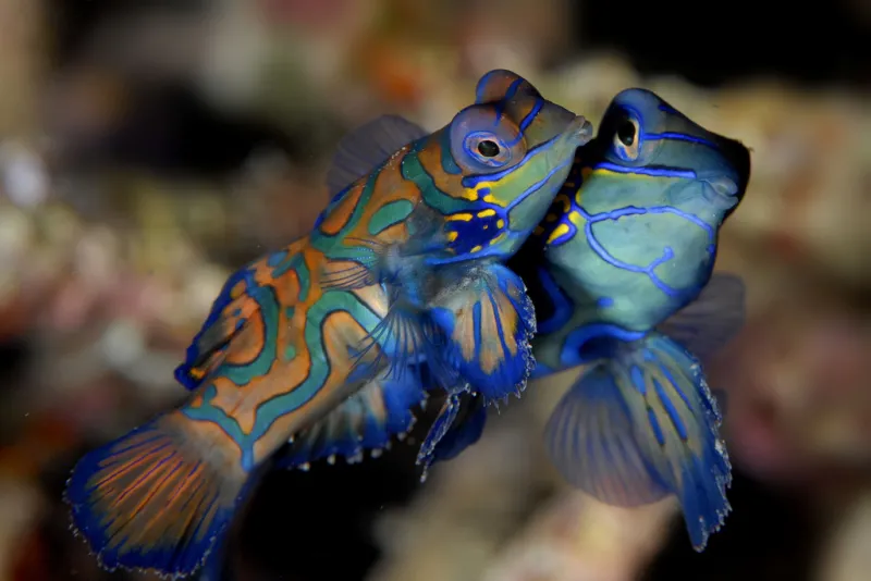 The mandarinfish lives in western Pacific tropical coral reef ecosystems and lacks the scales that are typically seen on bony fish.