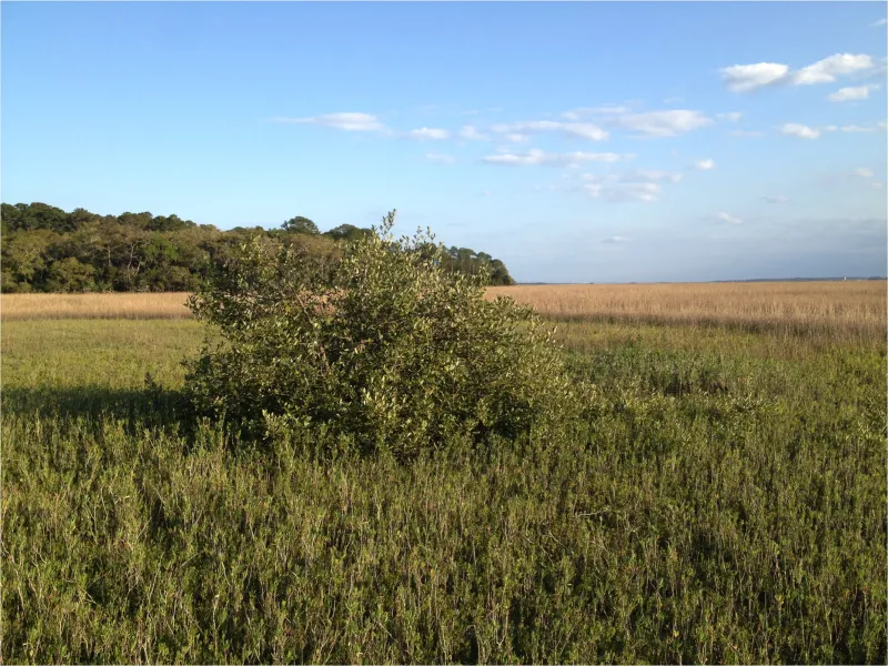 A newly established black mangrove sits in a field of salt marsh&nbsp;near the northern limit of mangroves in Florida.&nbsp;Mangroves have been expanding near their northern limit in Florida and the expansion is linked to a reduction in the frequency of ex