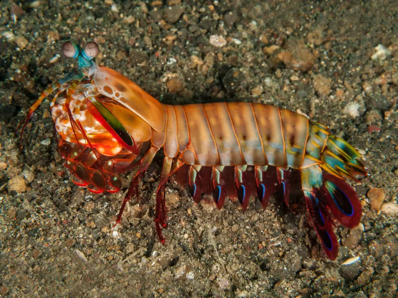 Mantis shrimp have built-in polarized vision to help them see underwater—and maybe even communicate.
