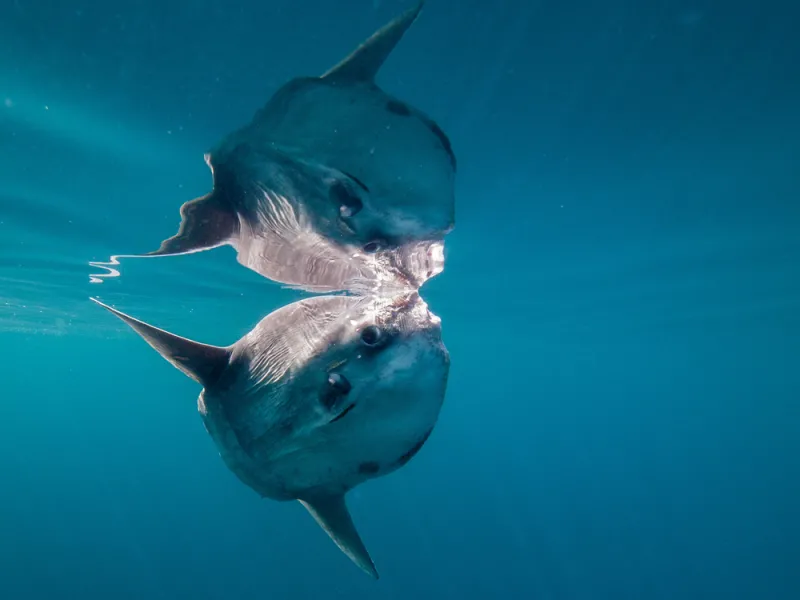 "Ocean sunfish" by Mark Harris