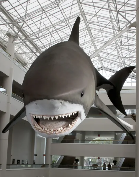 Photograph of the model of a Giant Megatooth Shark, taken from the front..