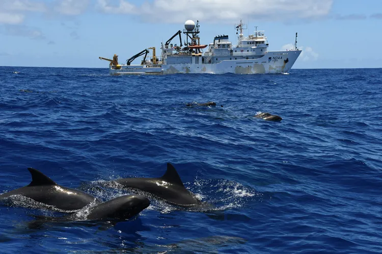 A group of melon-headed whales swim near a research vessel. 