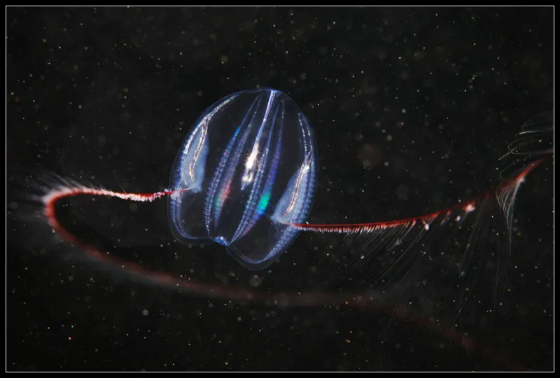 A translucent arctic comb jelly.