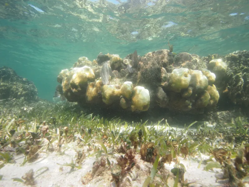 A coral head in the Mesoamerican Reef has both bleached and living coral. The white sections are bleached and the brown parts still contain zooxanthellae, the symbiotic algae that provide food to their coral hosts. 