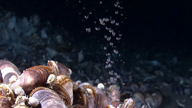 Eat Your Methane Wheaties: Along with oil, natural gases such as methane spewed out of the deep-sea well during Deepwater Horizon. Researchers had no idea what would happen to this methane: would it bubble to the surface, dissolve in seawater and drift awa