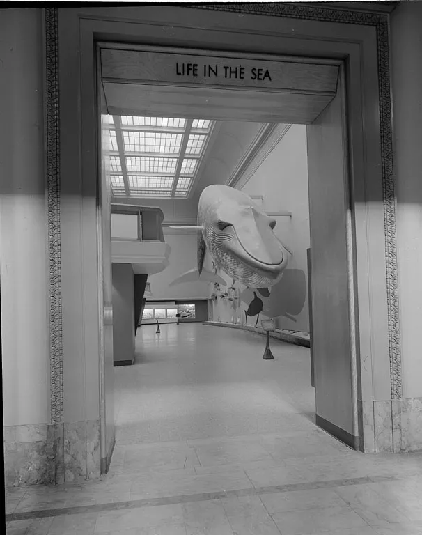 A view of the blue whale model in the Life in the Sea exhibit hall