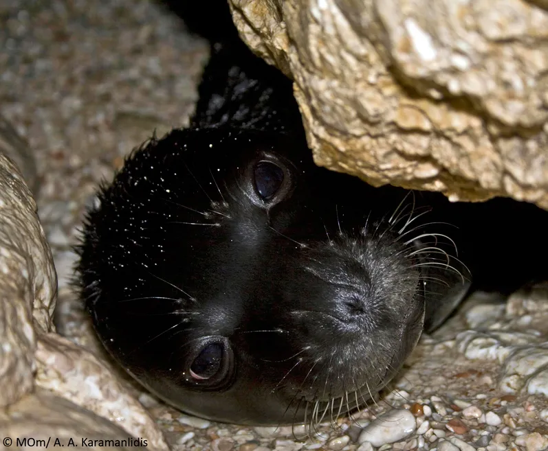 Monk seal pup