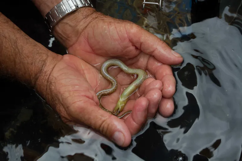 An unidentified moray eel held in researcher's hands. 