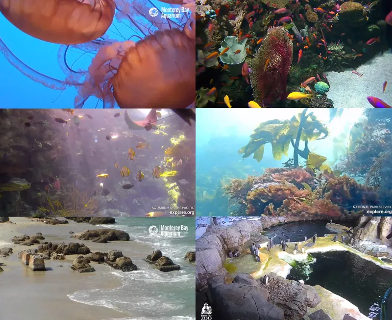 A mosaic of photos from underwater live stream cameras. 