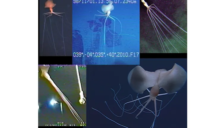 A Smithsonian specimen helped identify a new family of deep sea squid with long spindly legs.