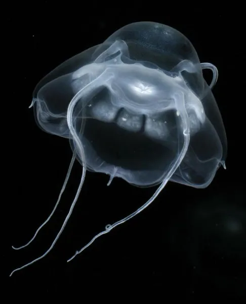 New deep sea expeditions reveal new species underwater.