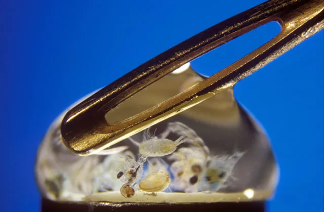 Zooplankton are small—but do you know just how small? This drop of water smaller than the eye of a needle is magnified 20x and contains multitudes. 