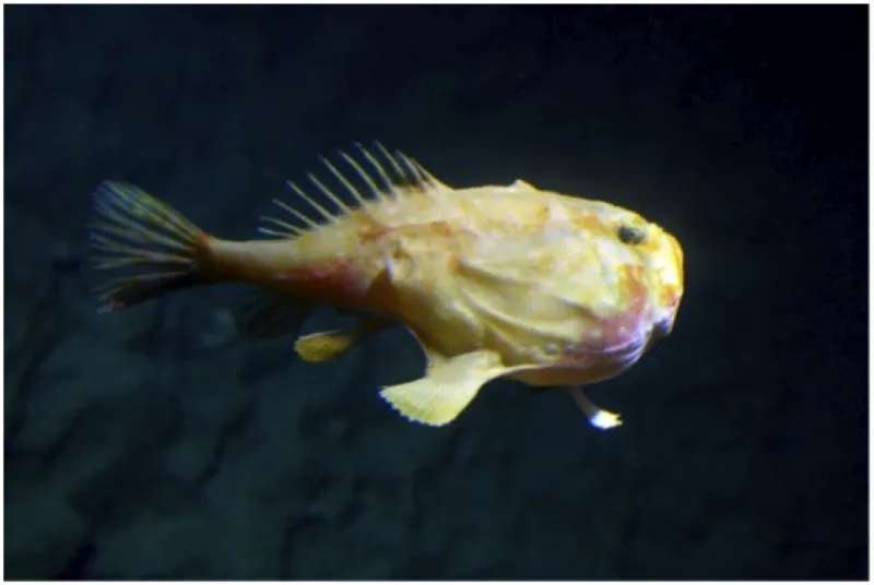 A photo of an anglerfish