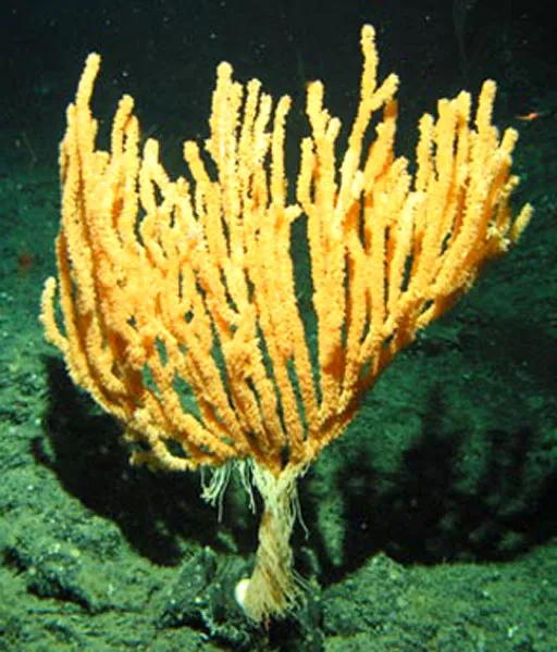 This species of bamboo coral, discovered in 2004 in the Pacific Northwest, has unusually long and impressive tentacles.