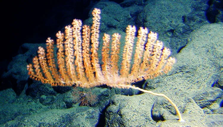 Found 1,751 m (5,745 ft) below the surface of Hawaii’s waters in 2007, this orange bamboo coral is 1.2–1.5 m (4–5 ft) tall.