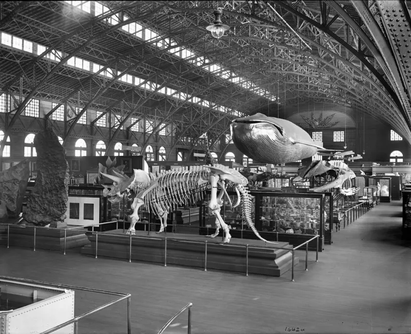 a triceratops skeleton and a blue whale model