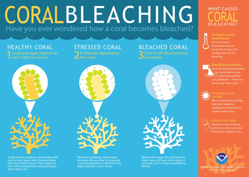 A graphic explaining coral bleaching