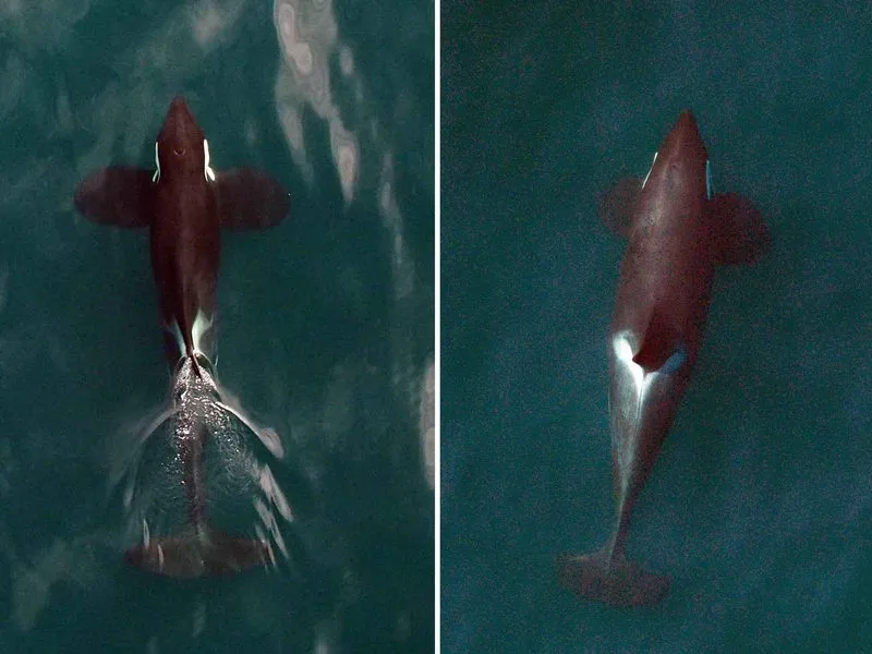 Killer Whales from Above Two killer whales.