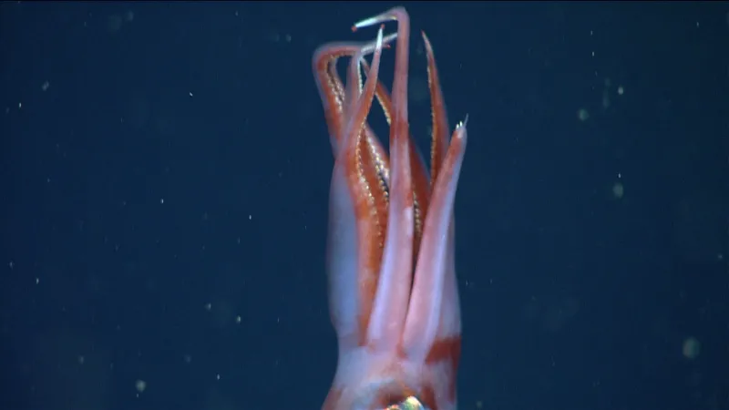 squid missing arm tip