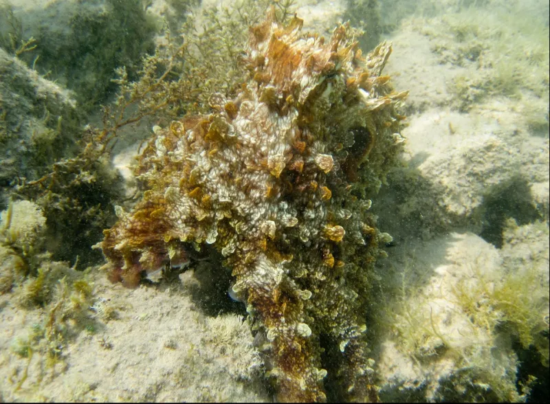 This day octopus (Octopus cyanea) has shaped itself like seagrass or some coral so hide from predators or stalk prey.