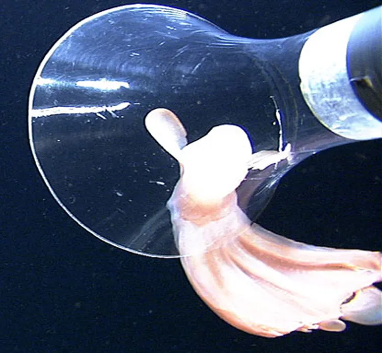 A "dumbo" octopus is captured by an ROV.
