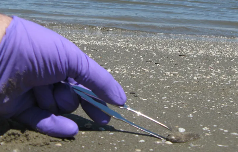 A scientist collects oil-laden "sand patties" on a Louisiana beach two years after the oil spill.