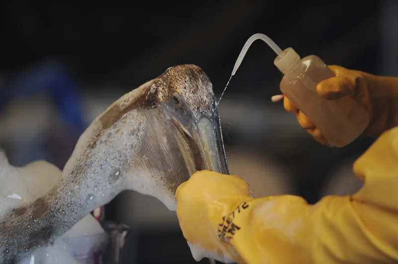 Dr. Erica Miller, of the Louisiana State Wildlife Response Team, cleanses an oil-covered pelican in Plaquemines Parish, LA.