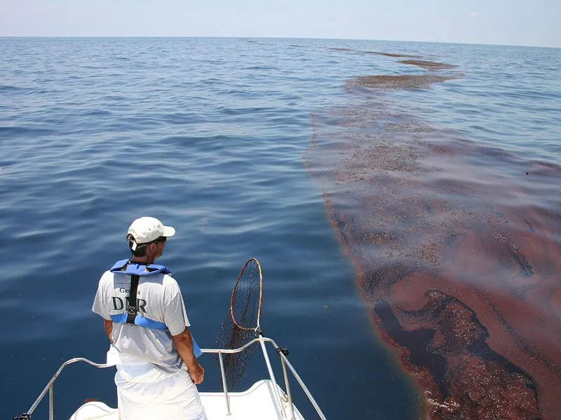 A wildlife biologist surveys oiled algae