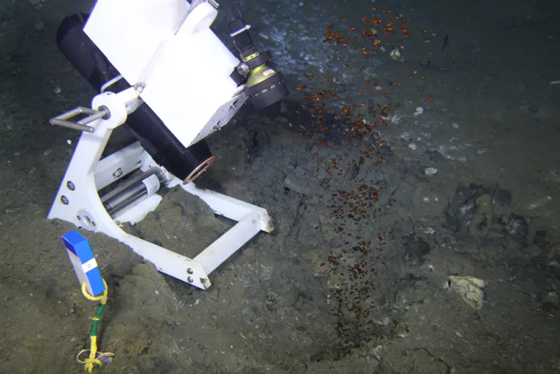 Positioned in front of a natural oil seep, this video camera is capturing images of the black oil bubbling up from beneath the sea floor. A light mounted to the frame helps see what is happening in the dark on the sea floor.