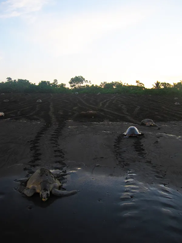 Olive ridley turtles (Lepidochelys olivacea) are the smallest marine turtle, living in warm waters close to shore as adults. Female olive ridleys take part in mass nestings that can involve 150,000 individual turtles crawling up a beach at night to find a 