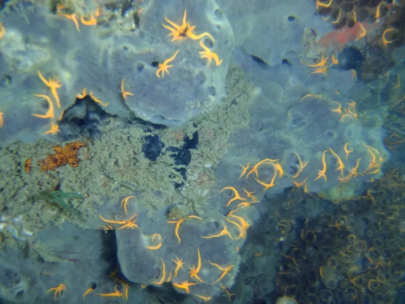 An Invasive Brittlestar Small orange brittlestars on the coast of the Atlantic.