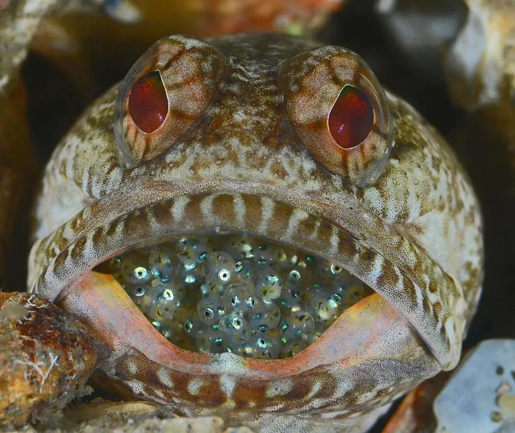 A dusky jawfish protects its eggs by holding them in his mouth. 