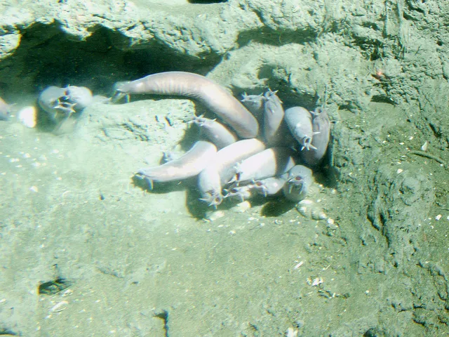 The eel-like Atlantic hagfish being measured out of water.
