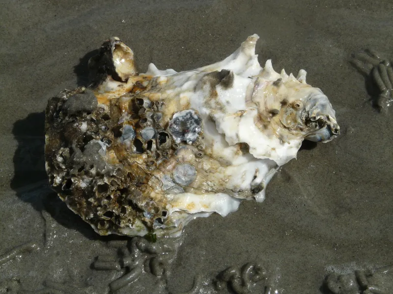 an oyster shell on a beach