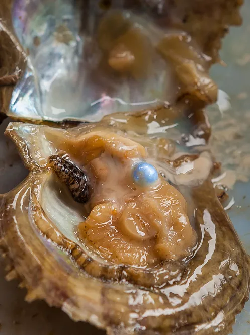Pearl oysters create pearls when a hard particle is coated with calcium carbonate (nacre) after entering the oyster.