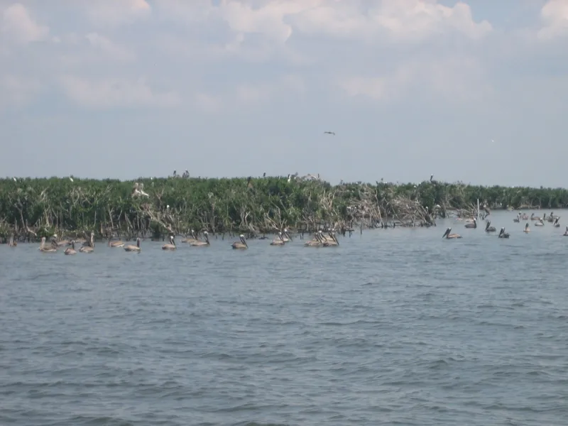 Pelicans Roost at oil spill "ground zero" two years later.