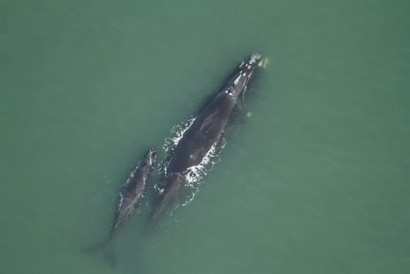 The right whale Phoenix, and her calf, swimming off the coast of Florida.