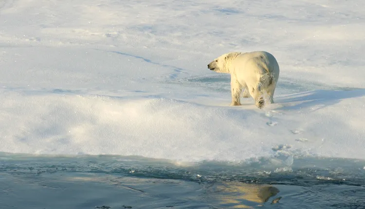 Polar bears have evolved to survive in the Arctic.