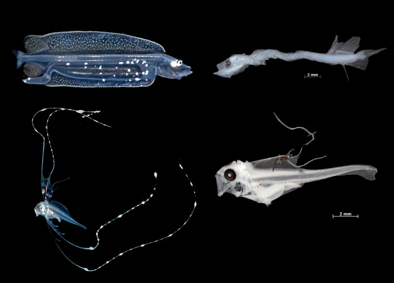 a comparison of alive and preserved larvae specimens