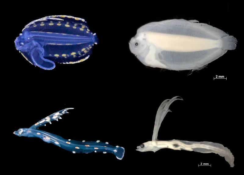 a comparison of alive and preserved fish larvae