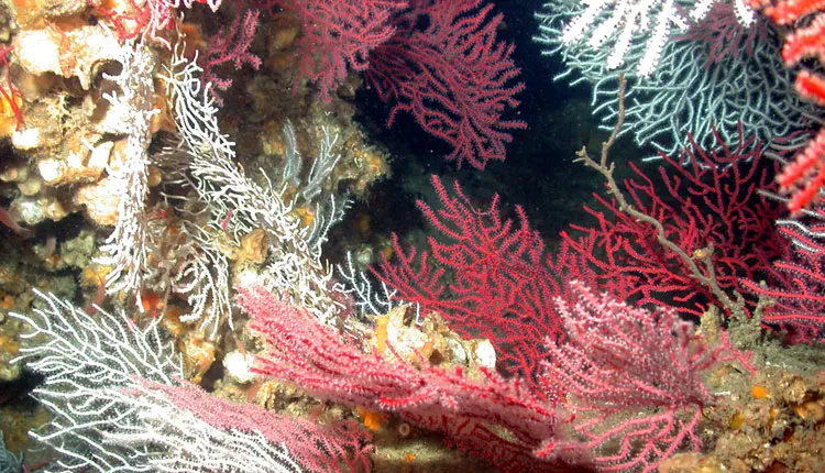 These deep-sea corals at the Madison-Swanson Marine Reserve are protected, along with the marine life they harbor.
