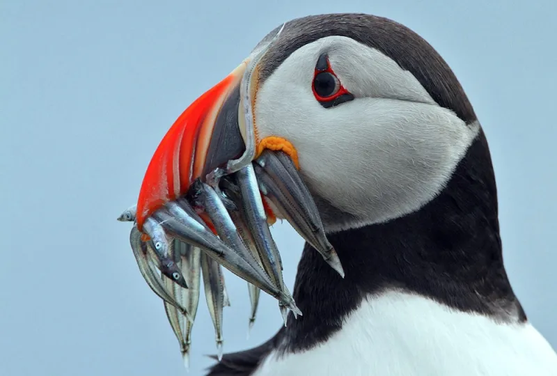A puffin with a mouthful of fish. A puffin with a mouthful of fish.