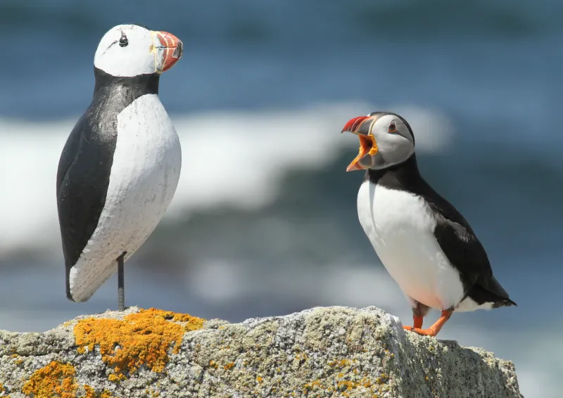 A puffin sits on a rock next to a puffin decoy. A puffin sits on a rock next to a puffin decoy.