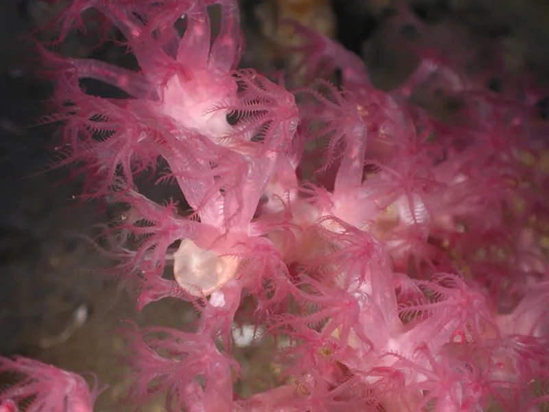 Purple octocoral at ECOGIG study site at the bottom of the sea. 