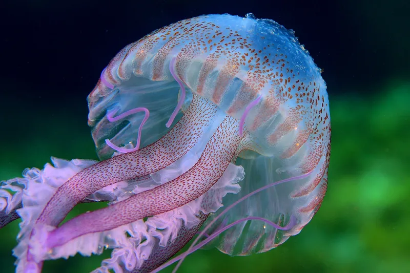 Stinging Beauty A purple jellyfish